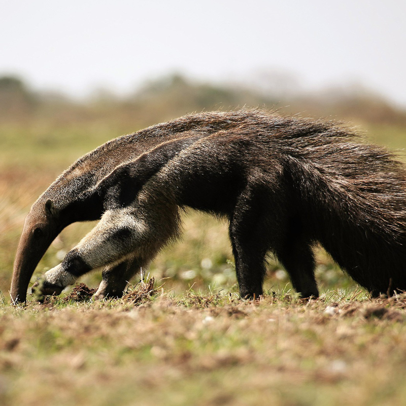 Ameisenbär