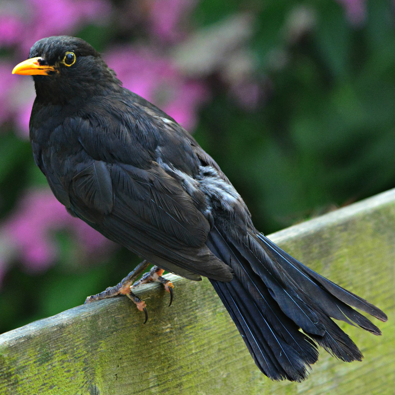 Amsel