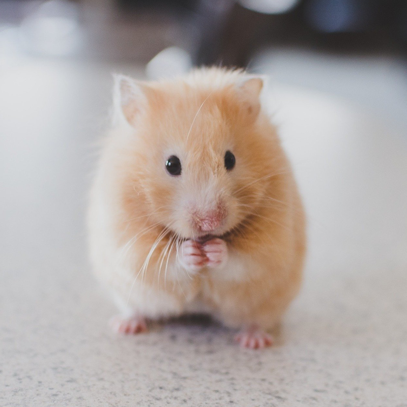 Hamster