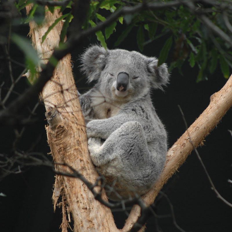 Koala