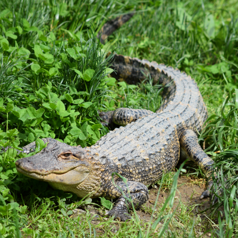 Krokodil - Engelbibliothek - Krafttiere - Esoterisches Nachschlagewerk
