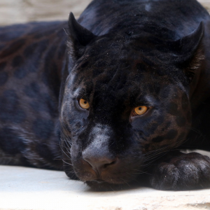 Panther - Engelbibliothek - Krafttiere - Esoterisches Nachschlagewerk