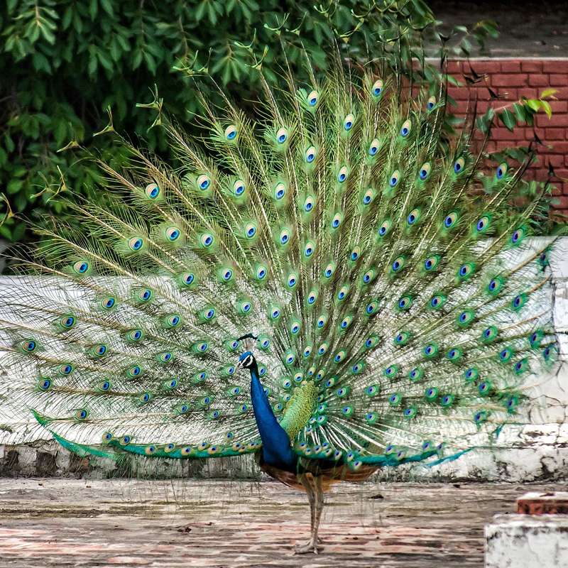 Pfau