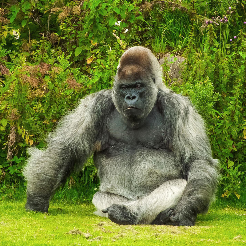 Gorilla