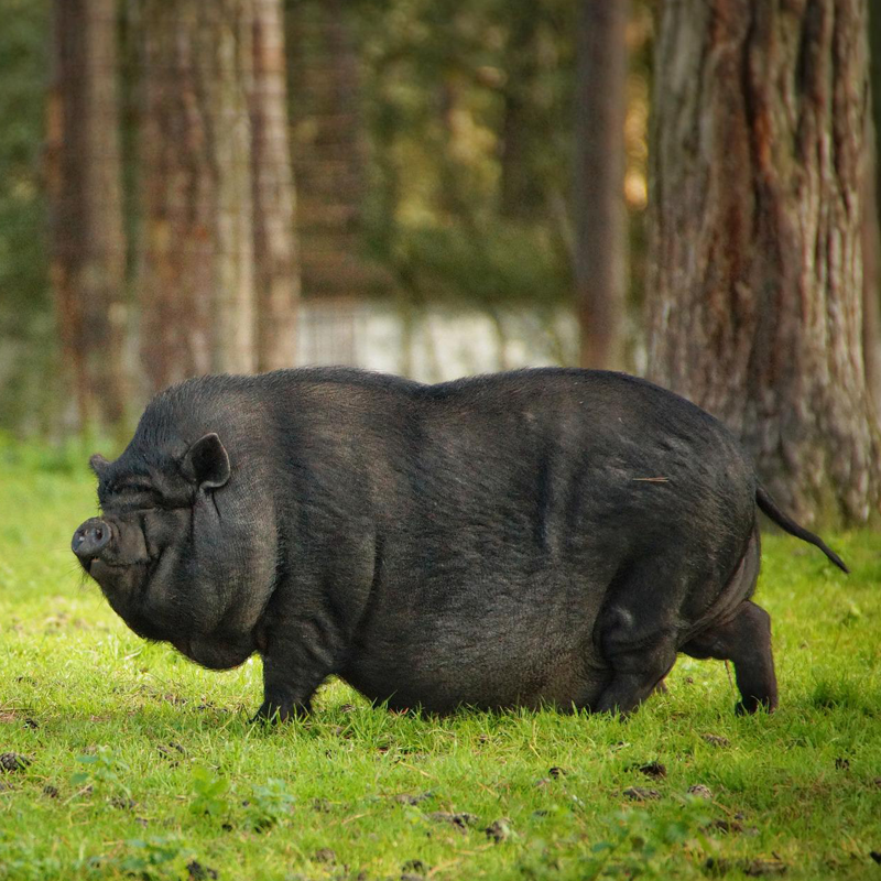 Hängebauchschwein