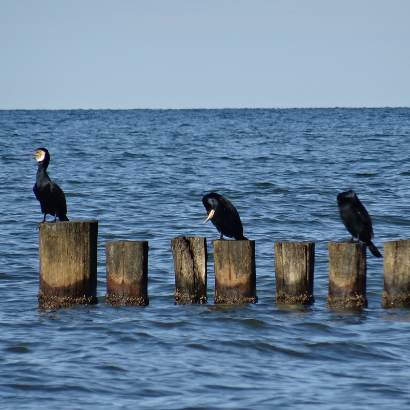 Kormoran