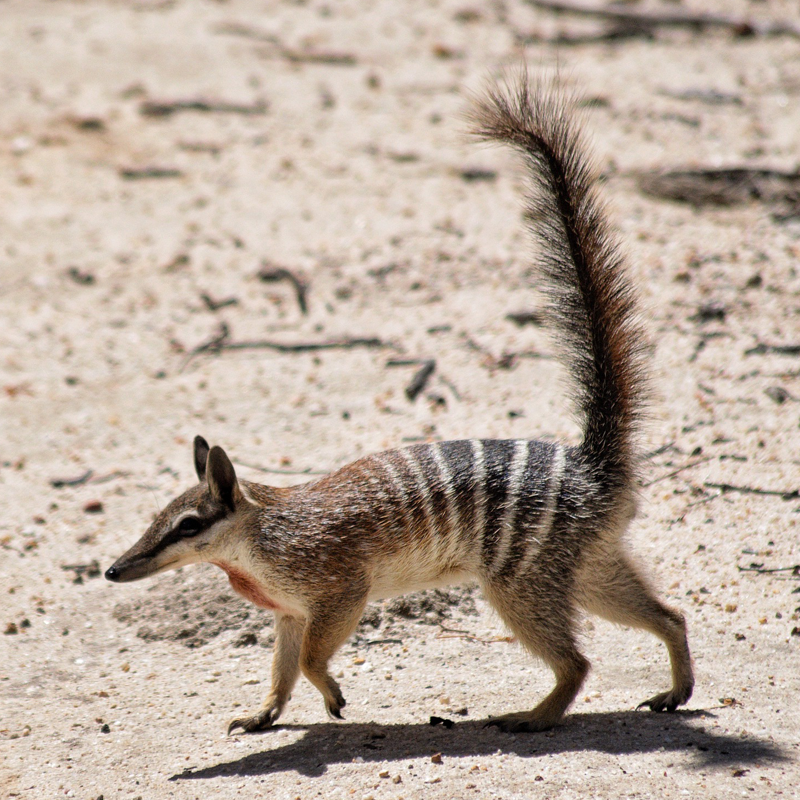 Numbat