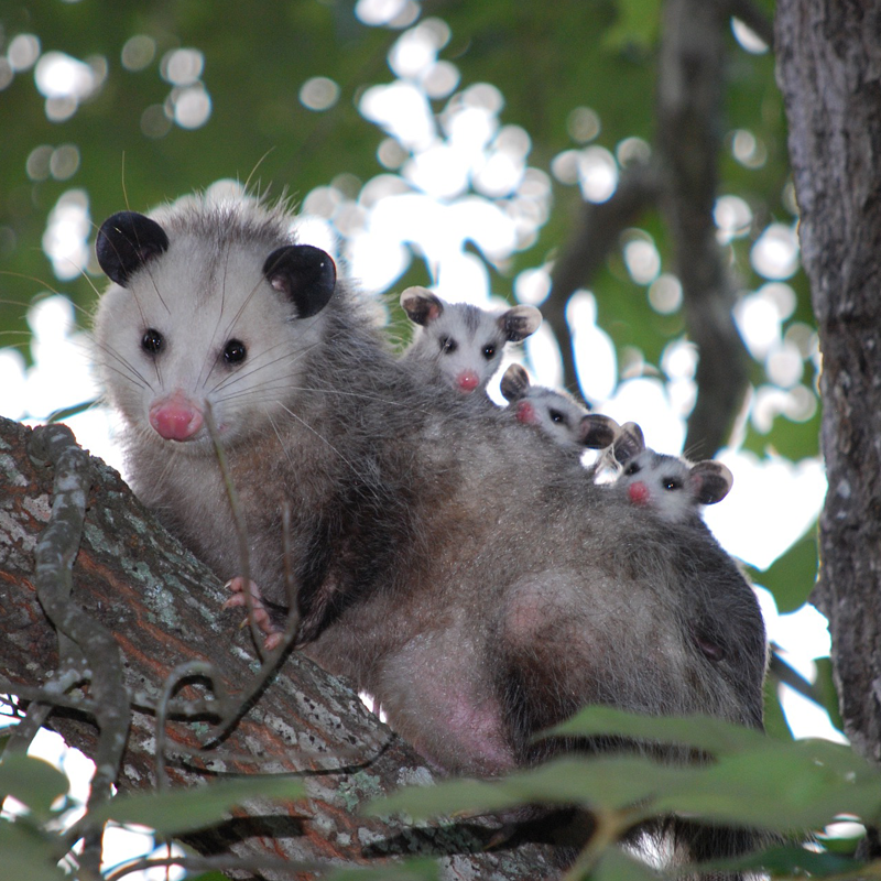 Opossum