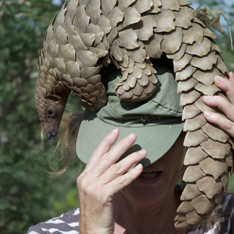 Schuppentier Engelbibliothek Traumdeutung Nachschlagewerk