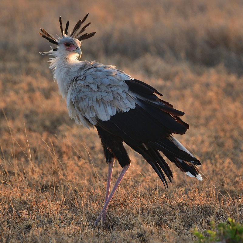 Sekretär