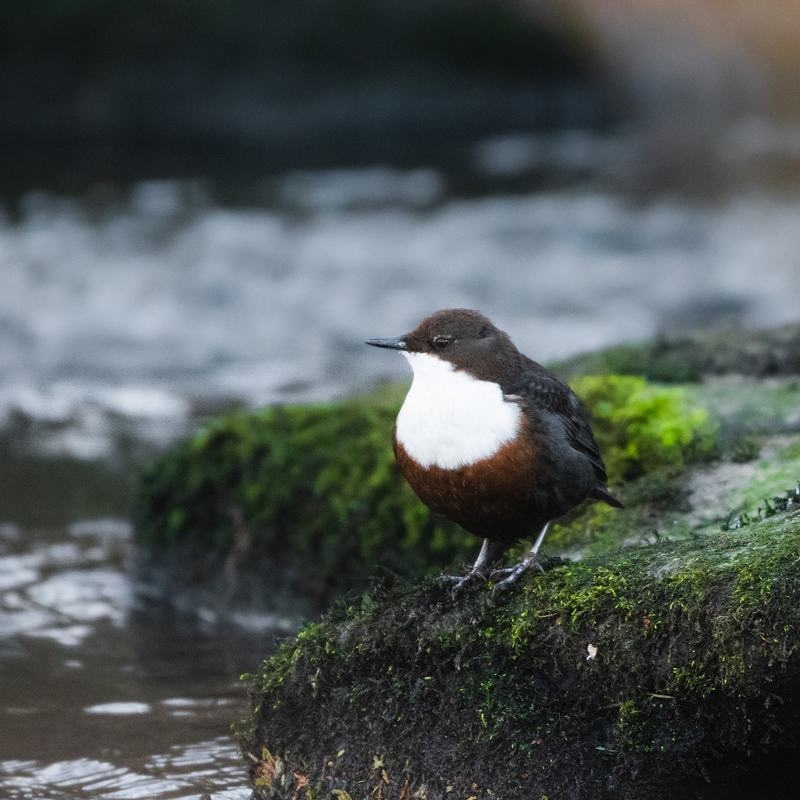 Wasseramsel