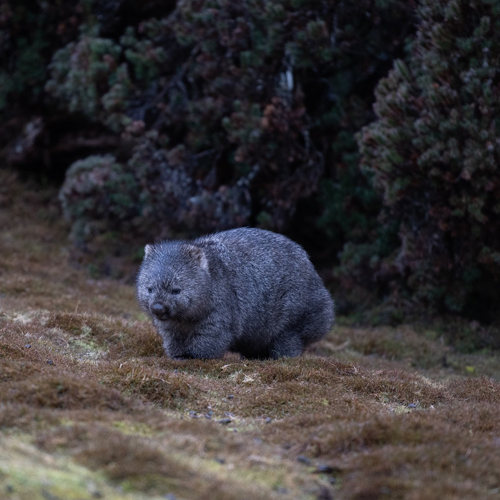 Wombats