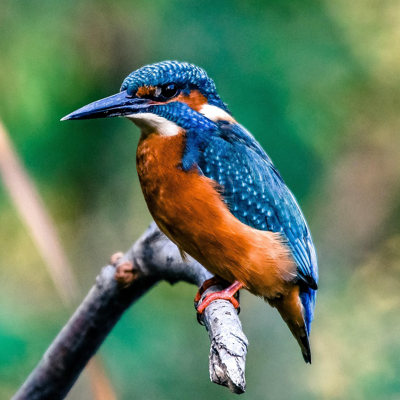 Eisvogel