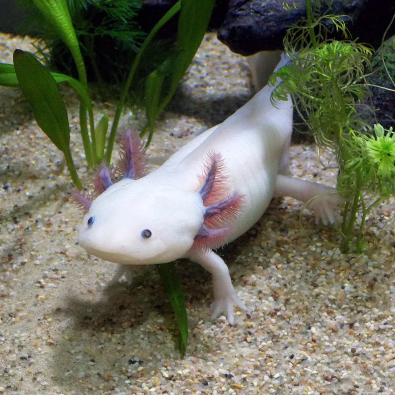 Axolotl