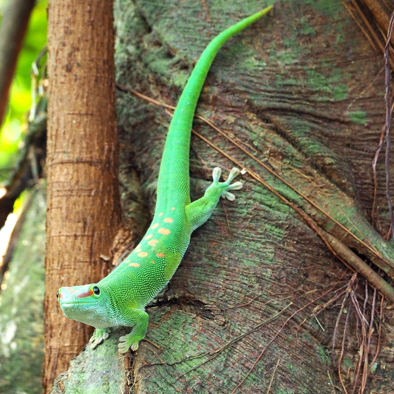 Gecko