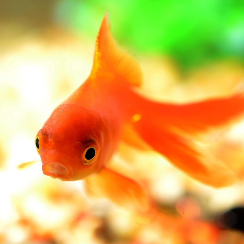 Goldfisch