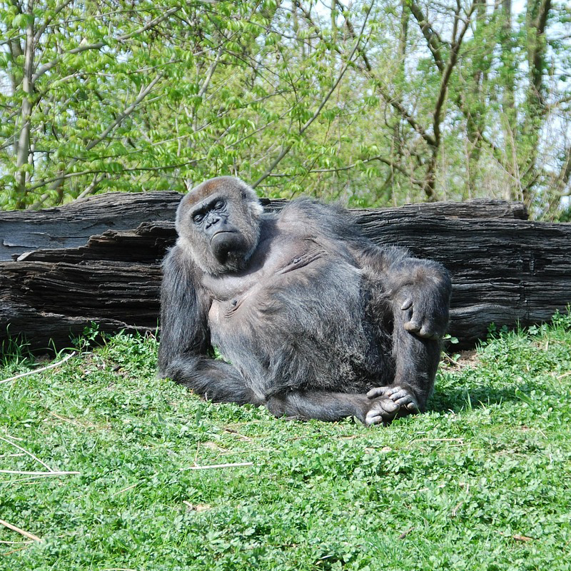 Gorilla