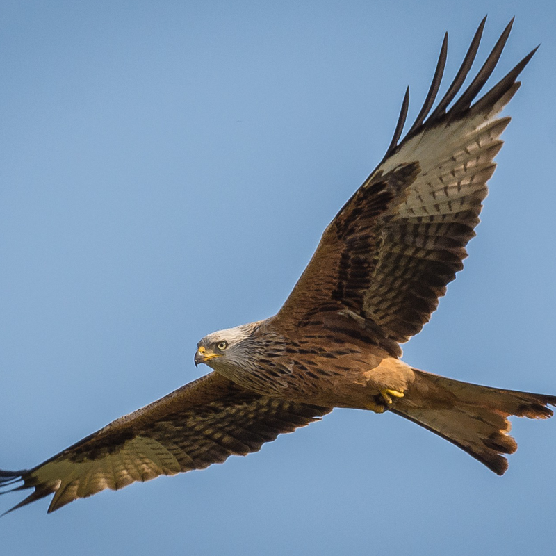 Greifvogel