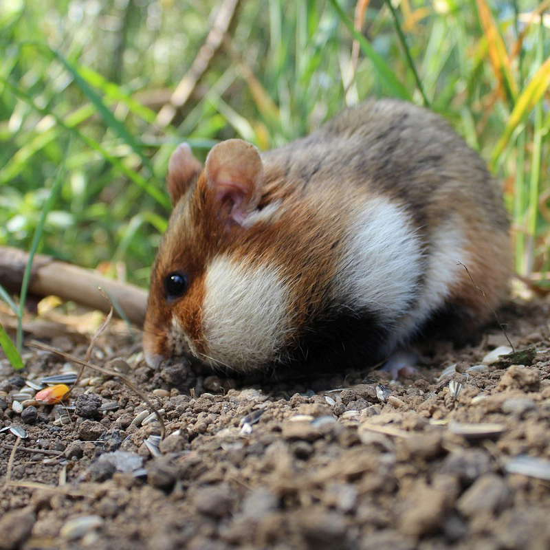 Hamster