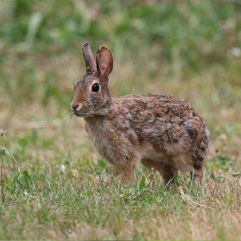 Kaninchen