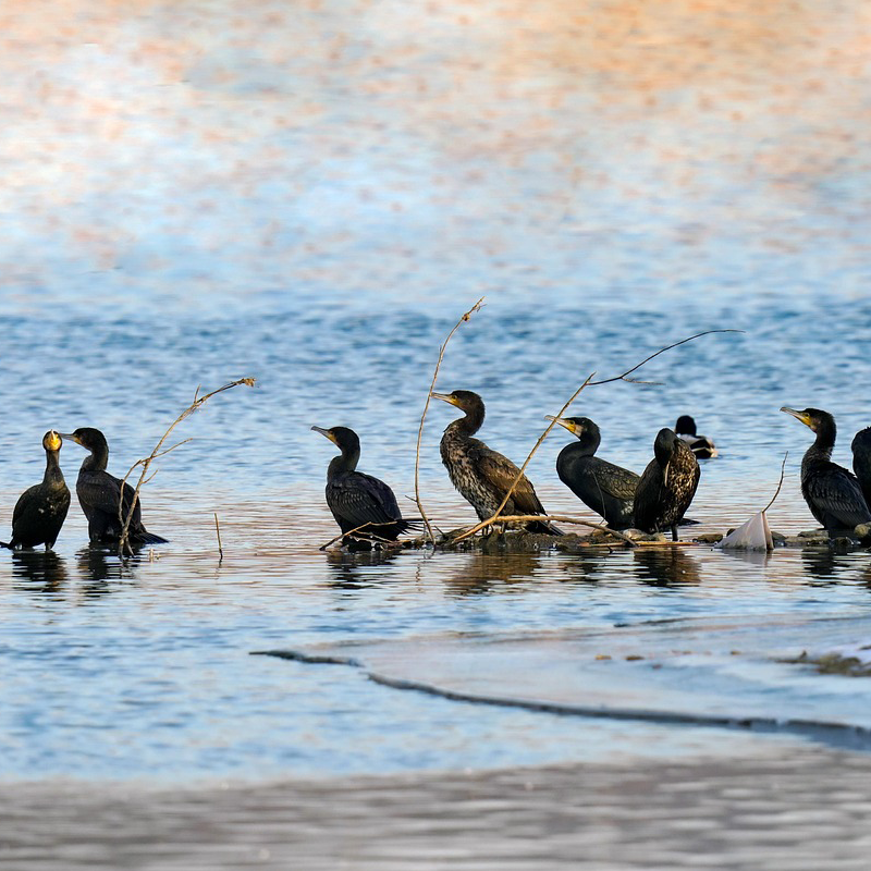 Kormoran