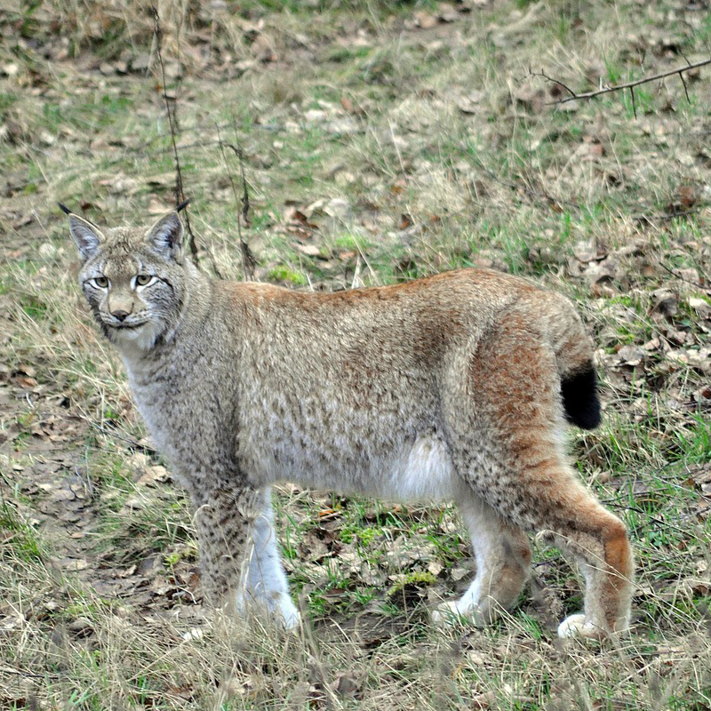 Luchs