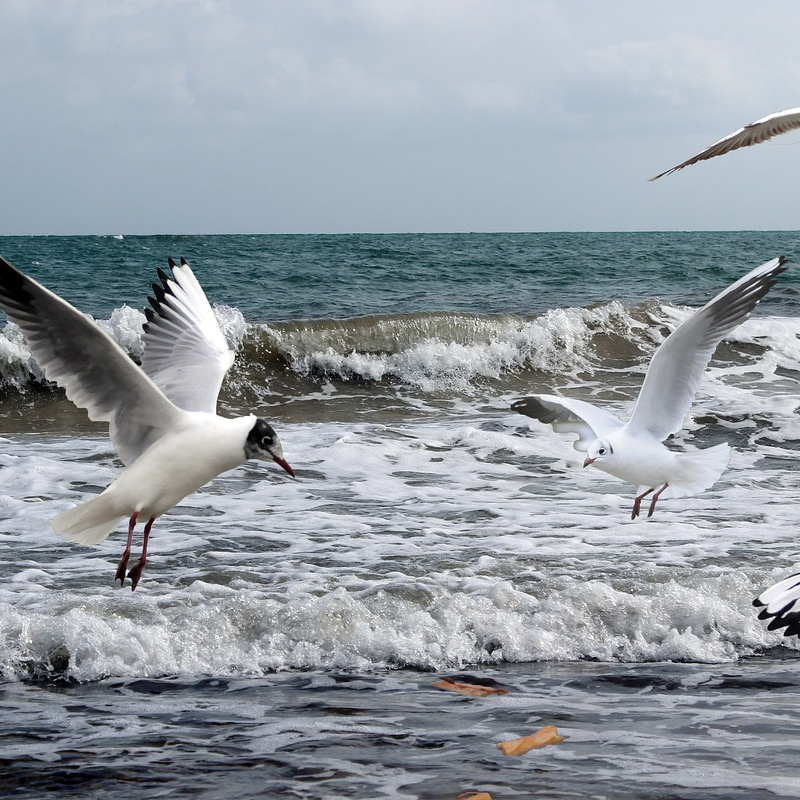 Möwe