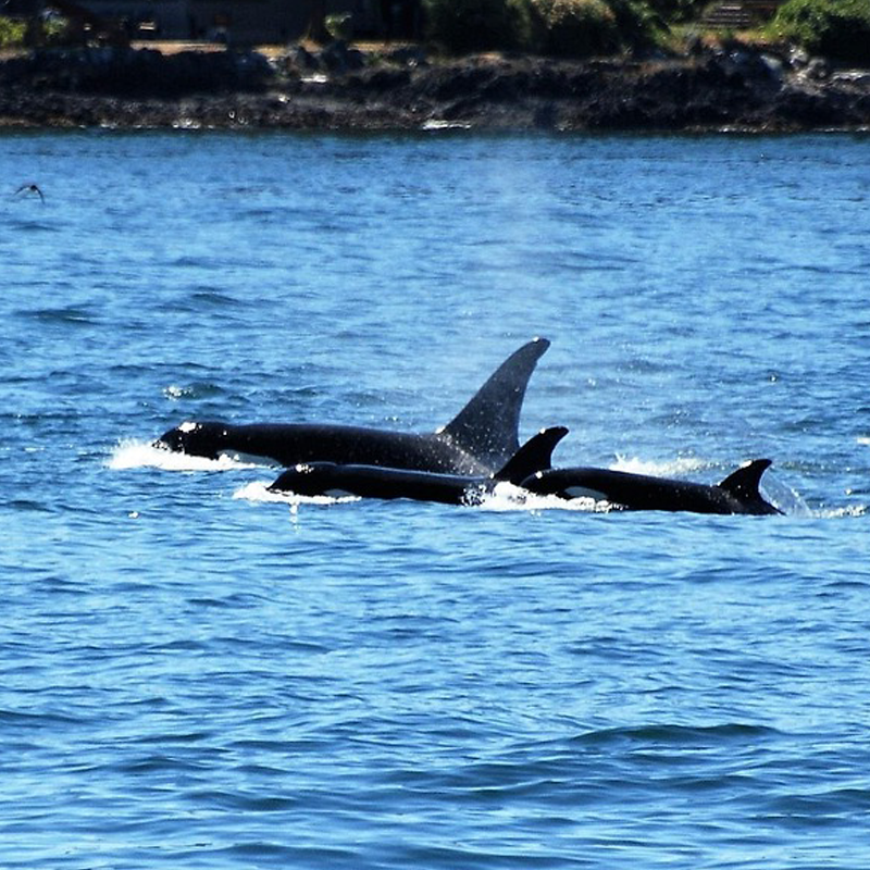 Orca