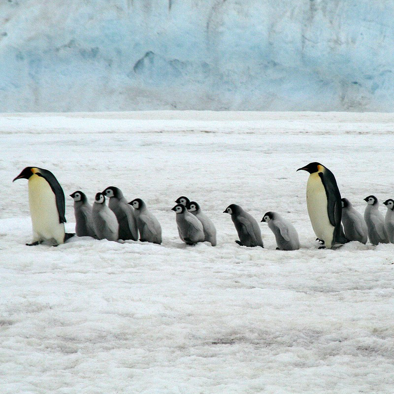 Pinguin