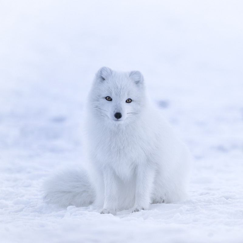 Polarfuchs