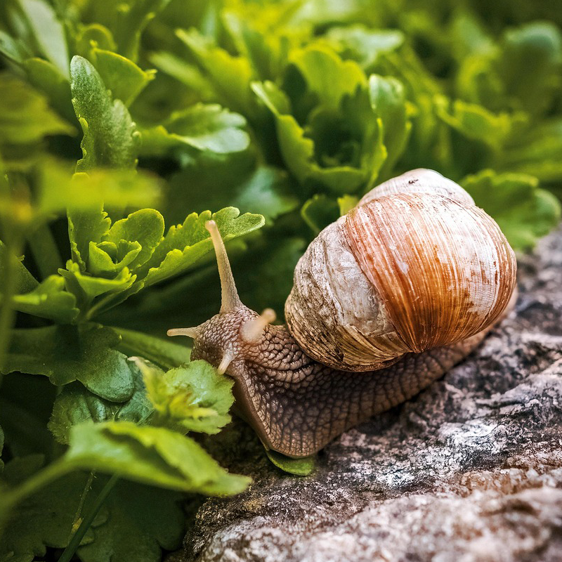 Schnecke