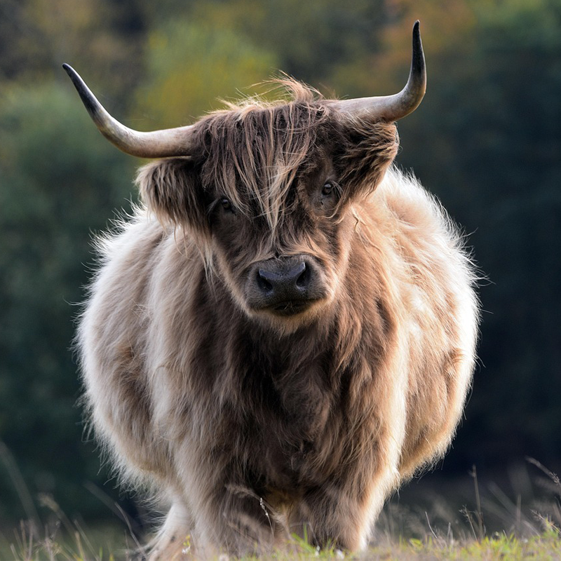 Stier